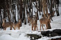 Wildlife