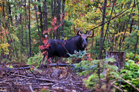 Moose