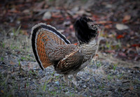 Partridge