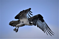 Osprey