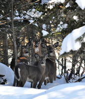 Deer