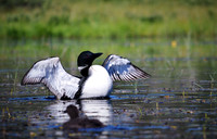 Loons