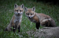 Fox