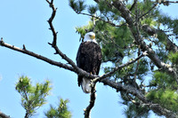 Eagles