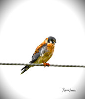 Kestrel