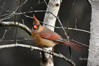 Cardinals