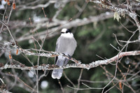 Grey Jays