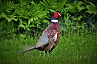 Pheasant